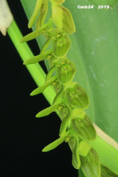 Acianthera saurocephala = sp  à identifier = saurocephala Aciant12