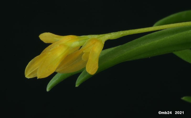 Acianthera sonderiana  Aciant15
