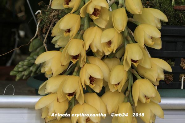 Acineta erythroxantha Acinet11