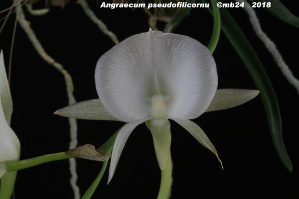 Angraecum pseudofilicornu  Angrae12