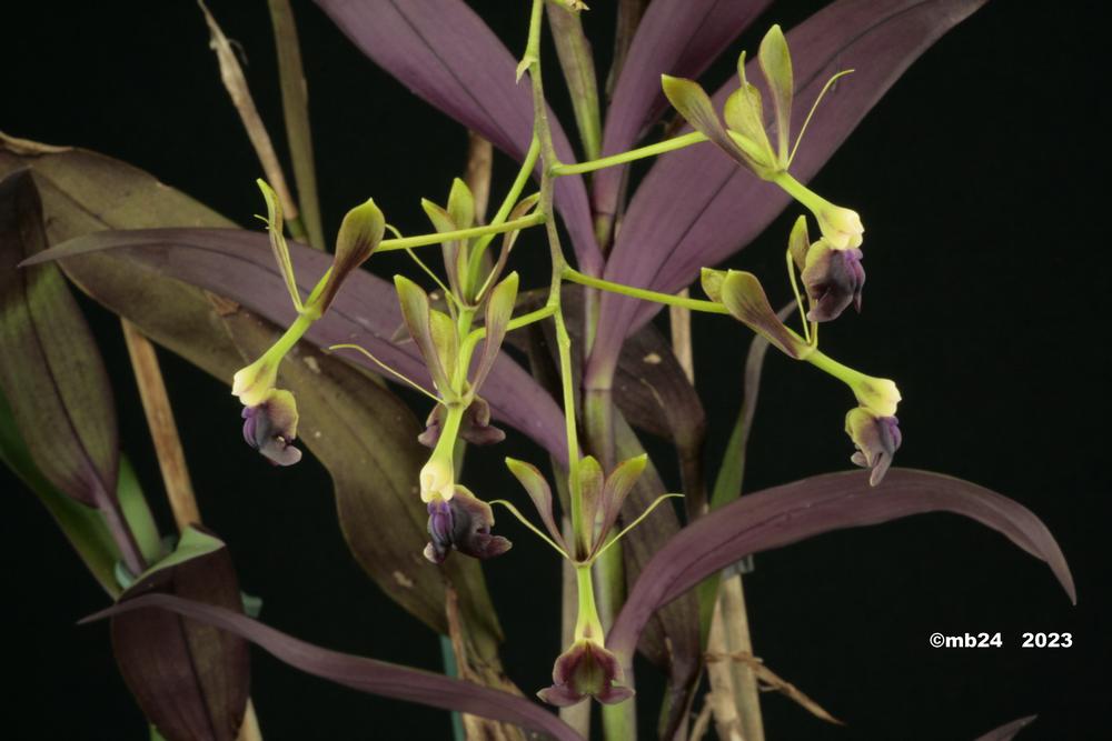 Epidendrum antonense x melanoporphyreum Antone11
