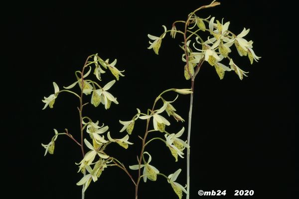 Barkeria obovata Barker26