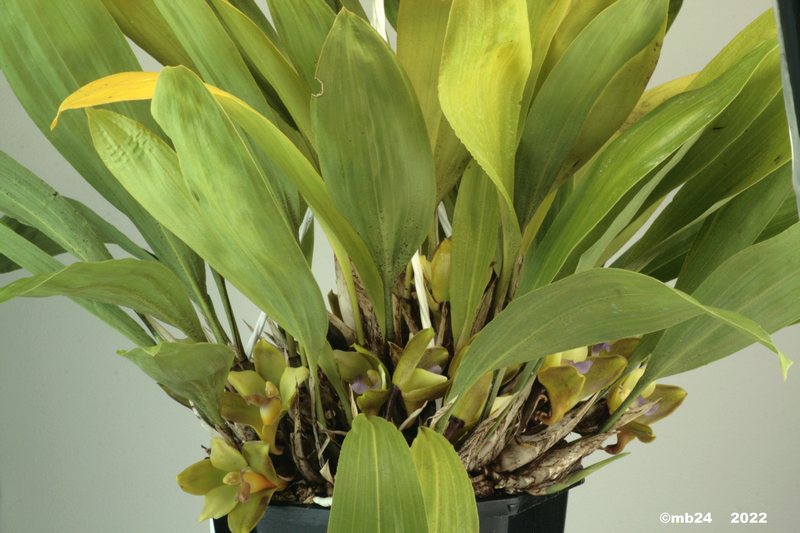 Bifrenaria calcarata (préalablement étiqueté B. mellicolor ) Bifren19