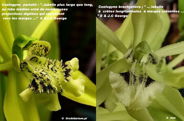 Coelogyne parishii = brachyptera Brachy13