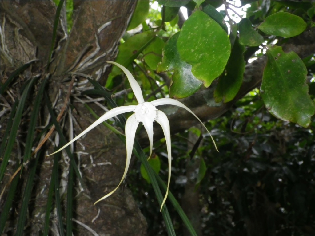 Différencier Brassavola cucullata et Brassavola appendiculata Brassa16