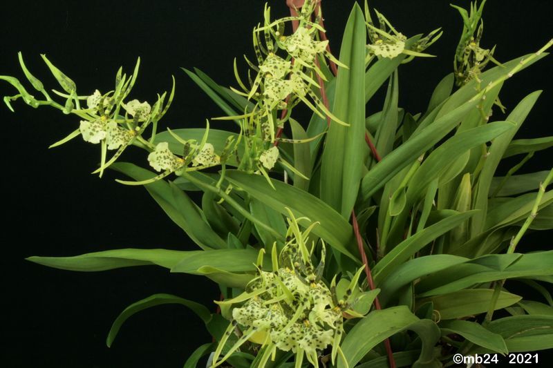 Brassia maculata Brassi31