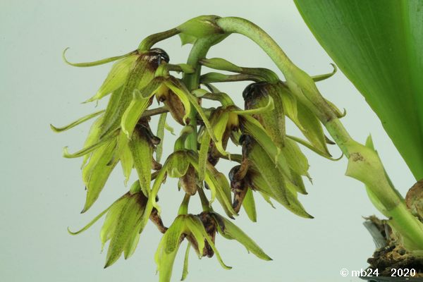 Bulbophyllum foetidum Bulbo101