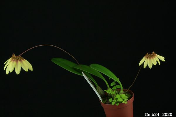 Bulbophyllum loherianum affinis    ou Bulbophyllum loherianum  Bulbo105