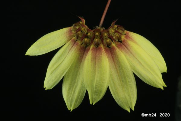Bulbophyllum loherianum affinis    ou Bulbophyllum loherianum  Bulbo106