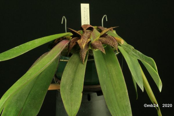 Bulbophyllum macrobulbon  Bulbo108