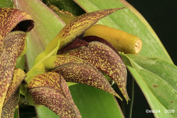 Bulbophyllum macrobulbon  Bulbo109