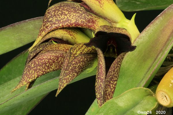 Bulbophyllum macrobulbon  Bulbo111