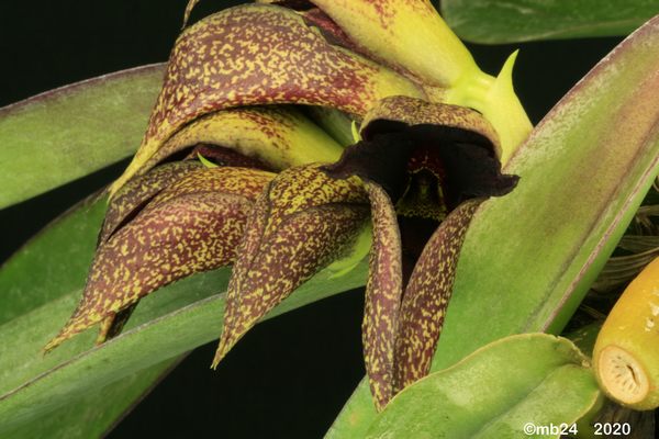 Bulbophyllum macrobulbon Bulbo111