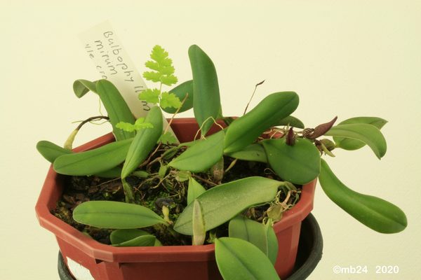 Bulbophyllum mirum Bulbo114