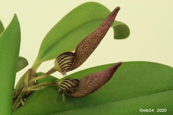 Bulbophyllum mirum Bulbo116