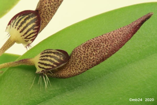Bulbophyllum mirum Bulbo117