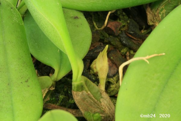 Bulbophyllum mirum Bulbo119