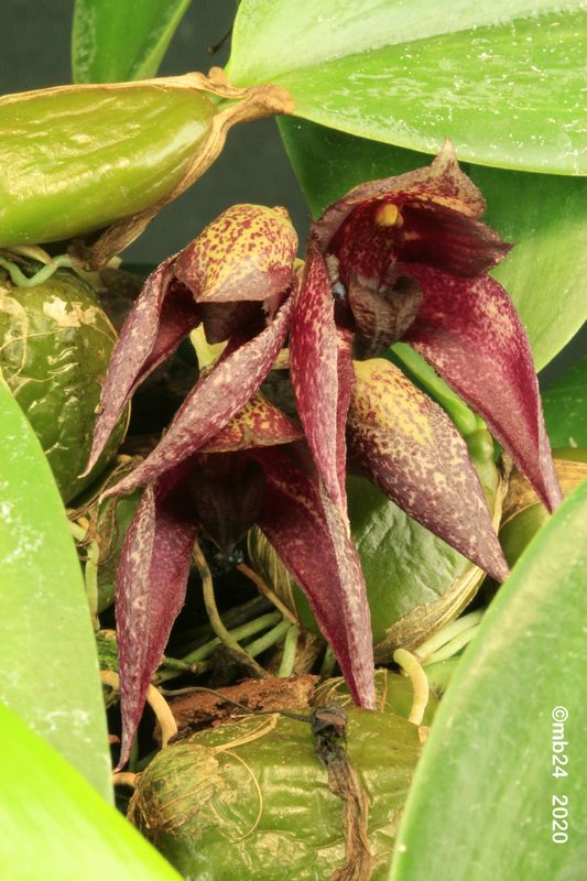Bulbophyllum rachelle LCDO (frostii x fletcherianum) Bulbo130