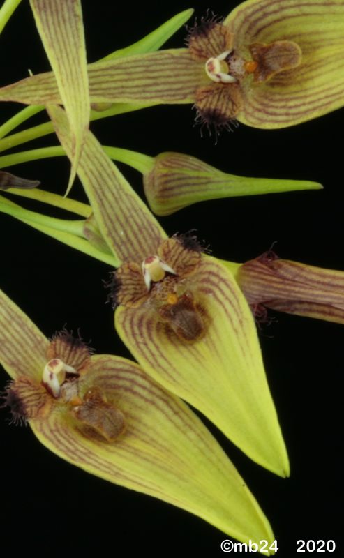 Bulbophyllum blepharistes  Bulbo132