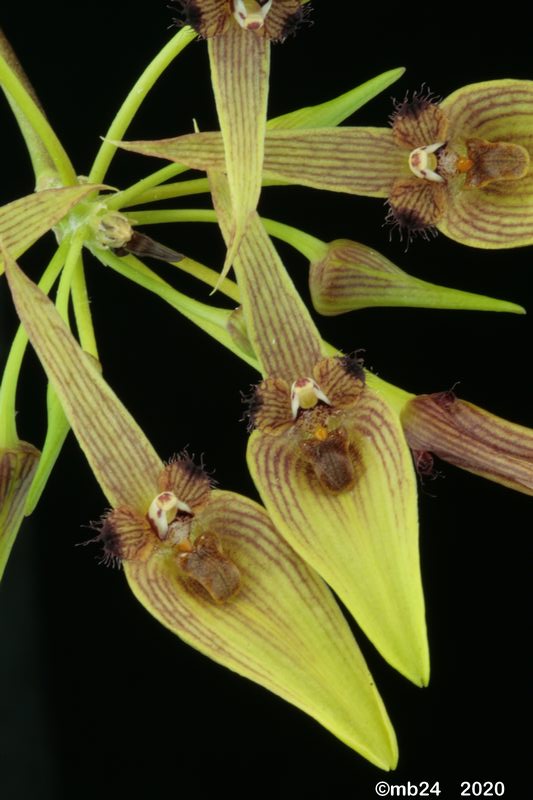 Bulbophyllum blepharistes  Bulbo133