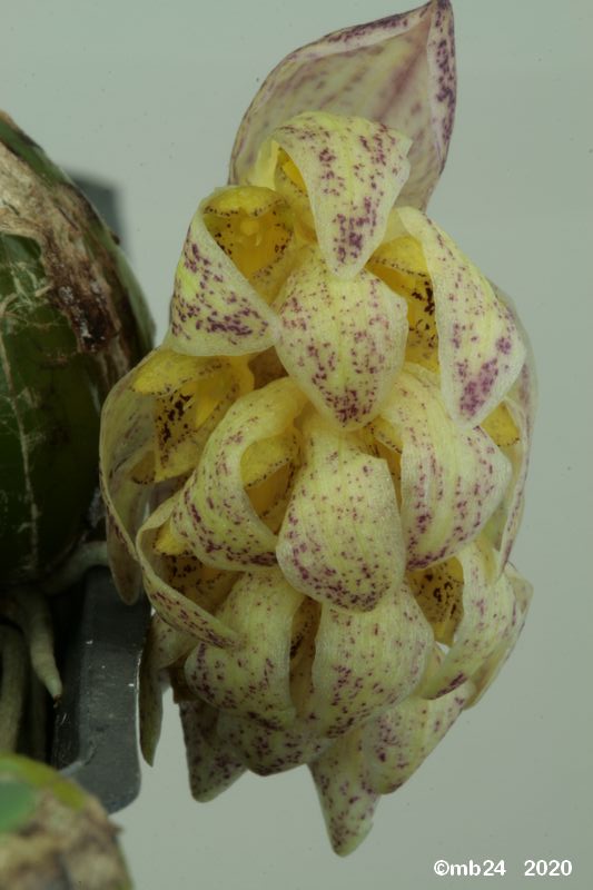 Bulbophyllum allenkerrii Bulbo135
