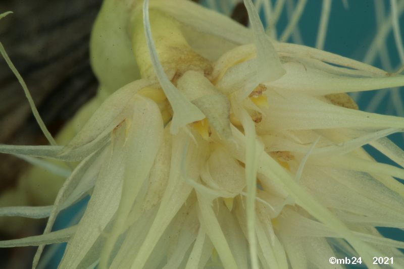 Bulbophyllum medusae Bulbo139