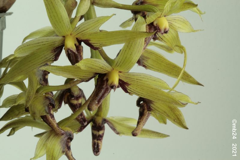 Bulbophyllum foetidum Bulbo141
