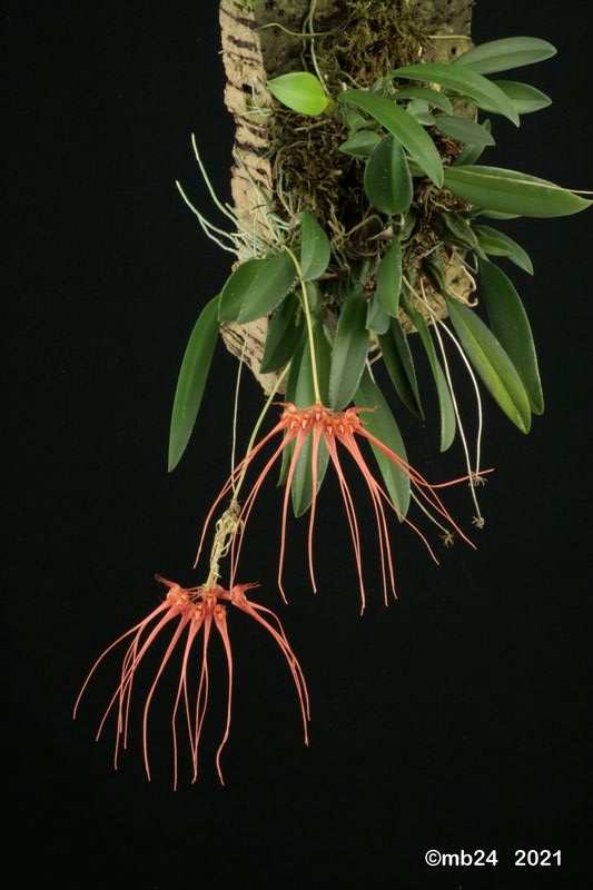 Bulbophyllum pecten-veneris = tingabarinum Bulbo142