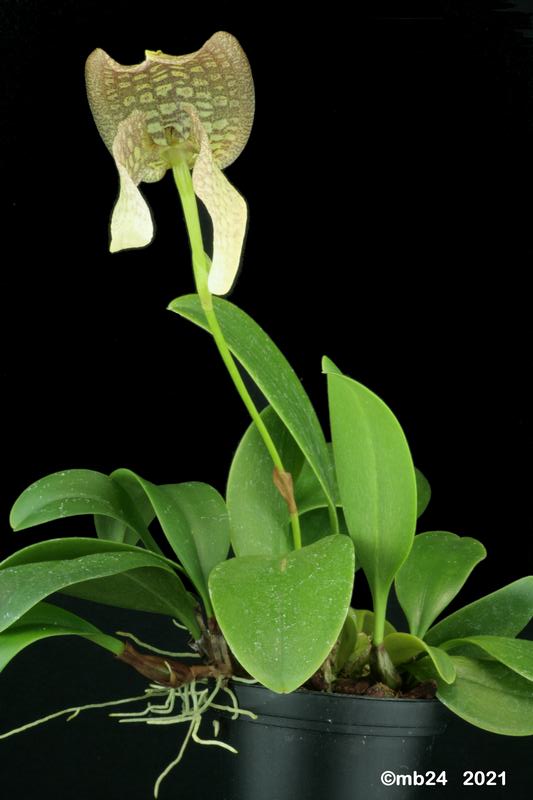 Bulbophyllum Hsinying Grand -arfa Bulbo145