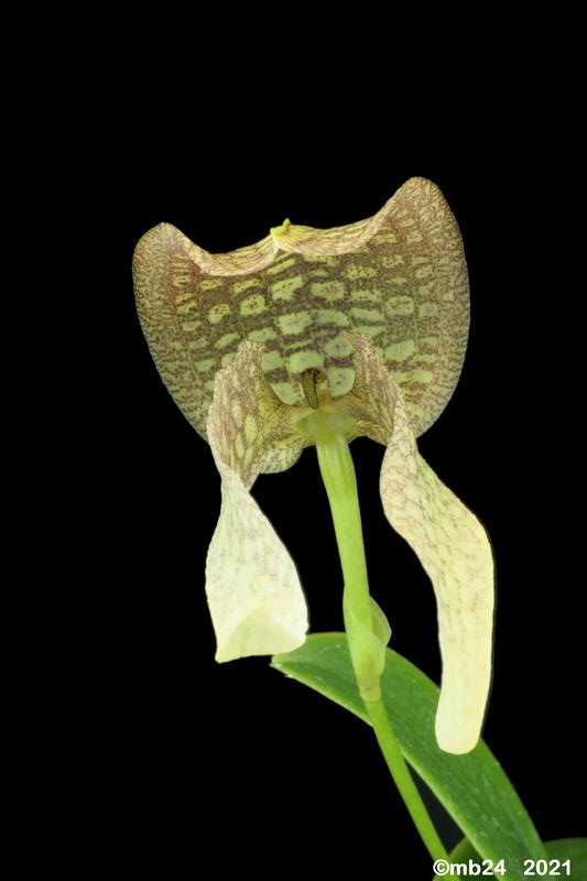 Bulbophyllum Hsinying Grand -arfa Bulbo147