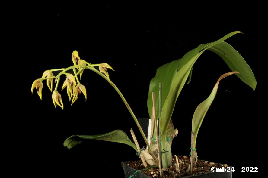 Bulbophyllum lasianthum  Bulbo159