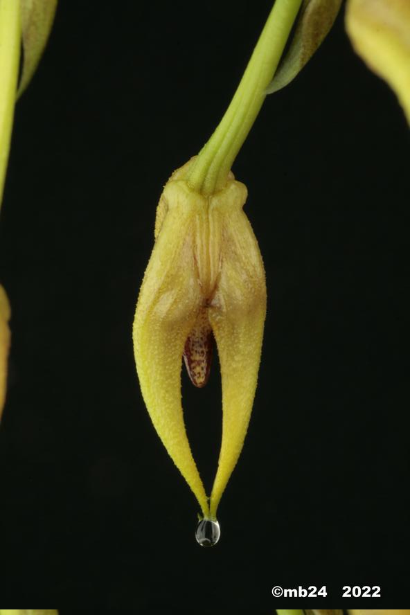 Bulbophyllum lasianthum  Bulbo162