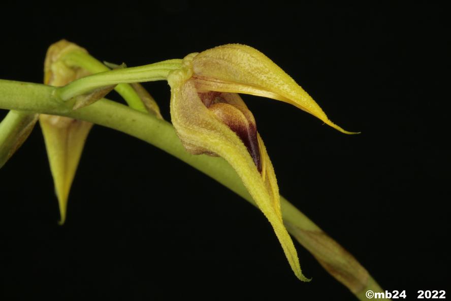 Bulbophyllum lasianthum  Bulbo163