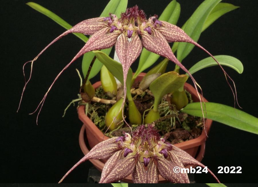  Bulbophyllum rothschildianum 'Red Chimmey' FCC-AOS  Bulbo165