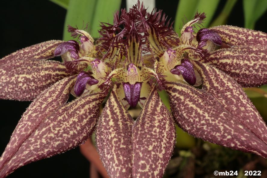 Bulbophyllum rothschildianum 'Red Chimmey' FCC-AOS  Bulbo167