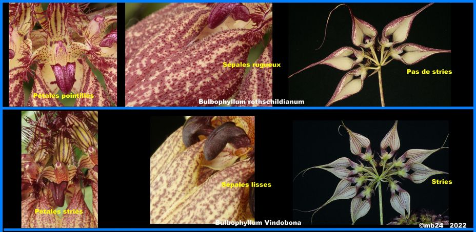  Bulbophyllum rothschildianum 'Red Chimmey' FCC-AOS  Bulbo168