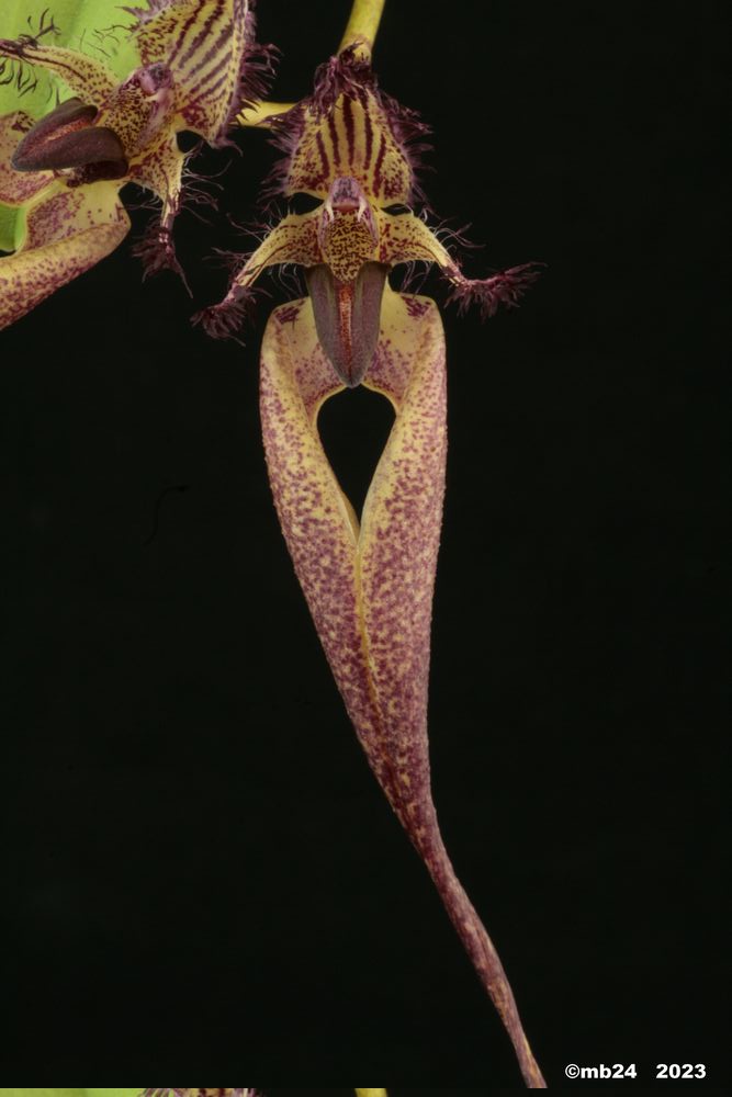 Bulbophyllum Doris Dukes Bulbo184