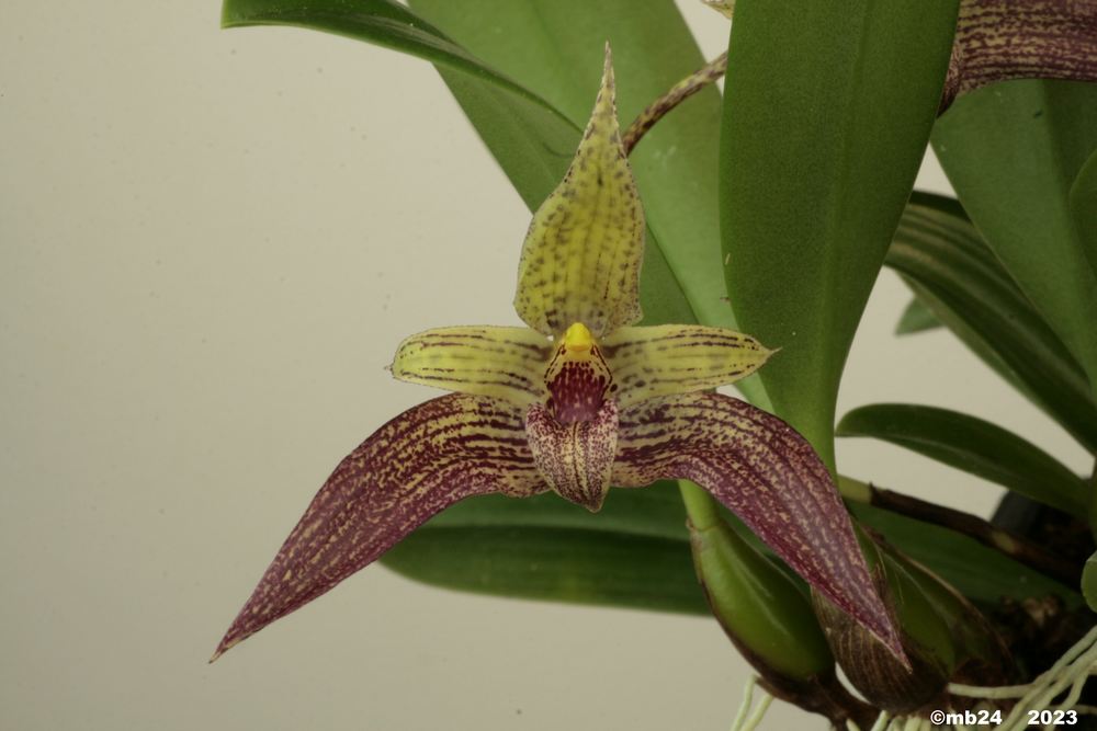 Bulbophyllum Sagarik Bulbo186