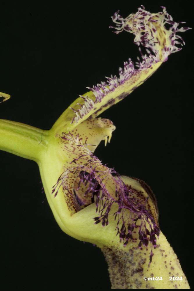 Bulbophyllum romyi Bulbo199