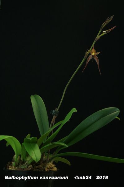 Bulbophyllum vanvuurenii  Bulbop18
