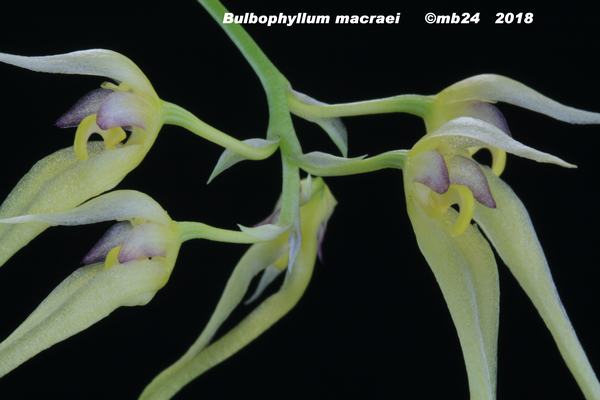 Bulbophyllum macraei Bulbop25