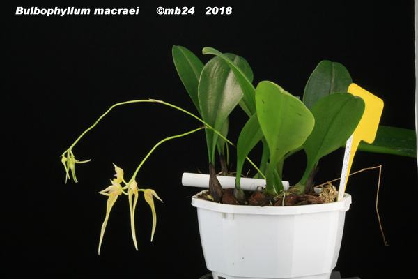 Bulbophyllum macraei Bulbop27