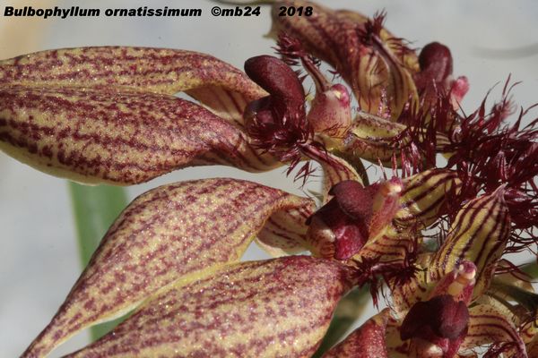 Bulbophyllum ornatissimum Bulbop34