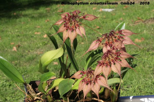 Bulbophyllum ornatissimum Bulbop35