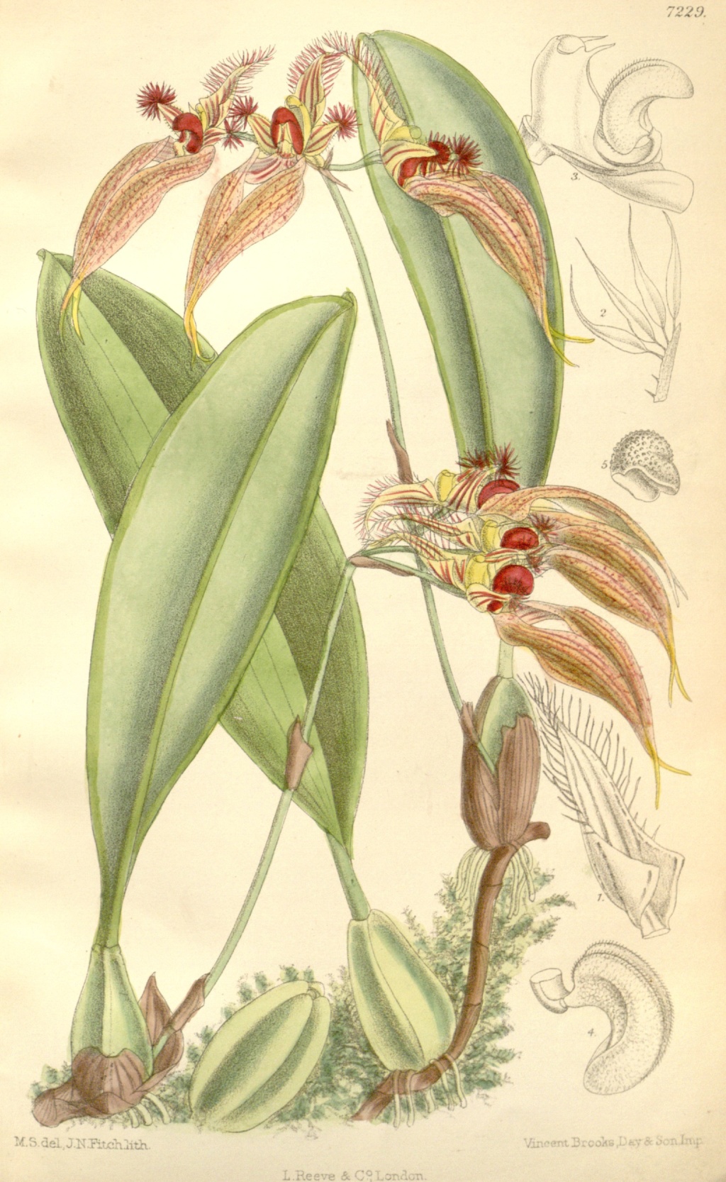 Bulbophyllum ornatissimum Bulbop36