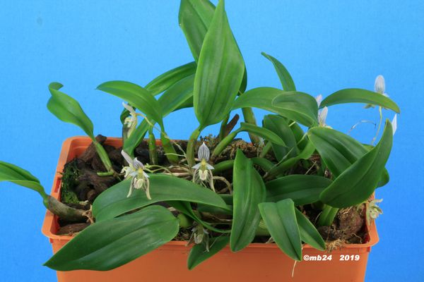 Bulbophyllum ambrosia subsp ambrosia Bulbop44