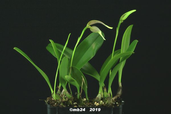 Bulbophyllum antenniferum  Bulbop45