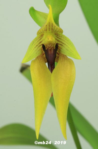 Bulbophyllum amplebracteatum subsp. orthoglossum  Bulbop53