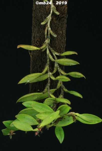 Bulbophyllum neilkonradii Bulbop56