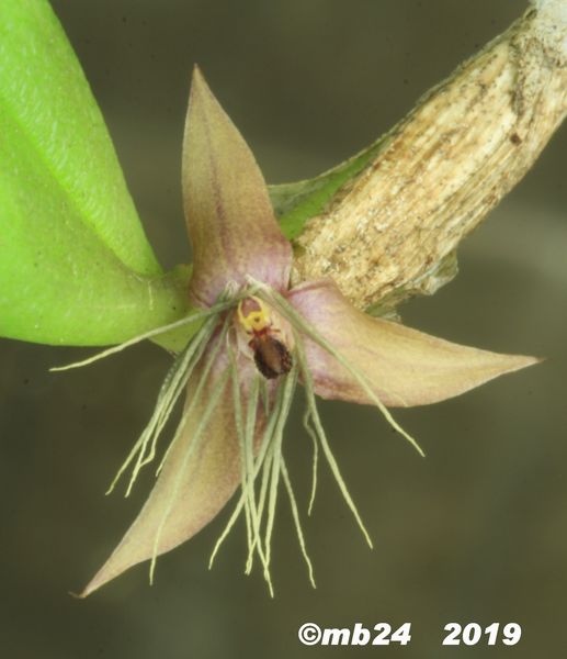 Bulbophyllum neilkonradii Bulbop57